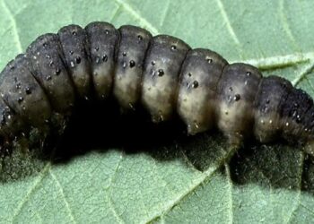 الدودة القارضة