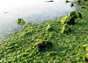 الطحالب البحرية