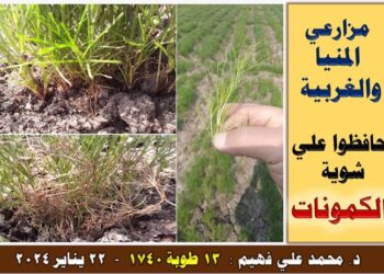 محصول الكمون