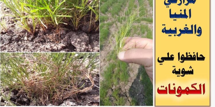 محصول الكمون .. حزمة توصيات لمواجهة تأثير التقلبات المناخية 1 محصول الكمون