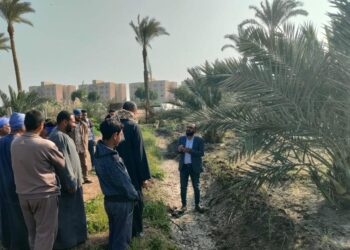 المركزي للنخيل