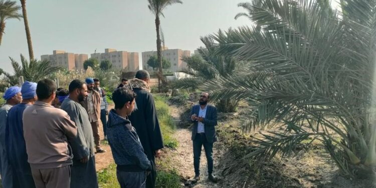 "المركزي للنخيل" يختتم ندواته الإرشادية بمحافظة المنيا 1 المركزي للنخيل