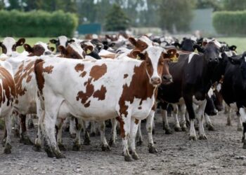 المشروع القومي للبتلو