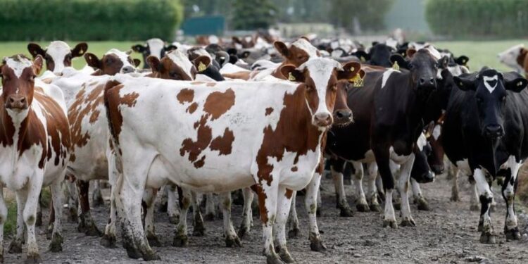 المشروع القومي للبتلو