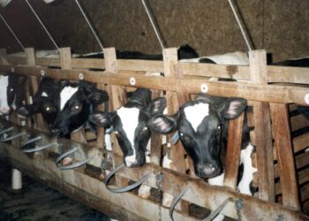 المشروع القومي للبتلو