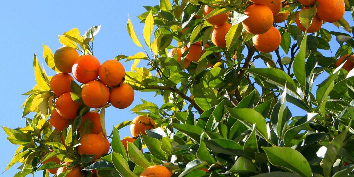 مكافحة أعفان الجذور والنيماتودا عبر التربة.. أبرز أخطاء مزارعي الموالح "نصائح ومحاذير" 1 أعفان الجذور والنيماتودا
