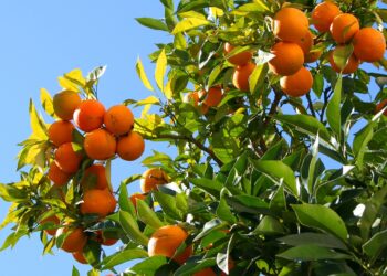 أعفان الجذور والنيماتودا