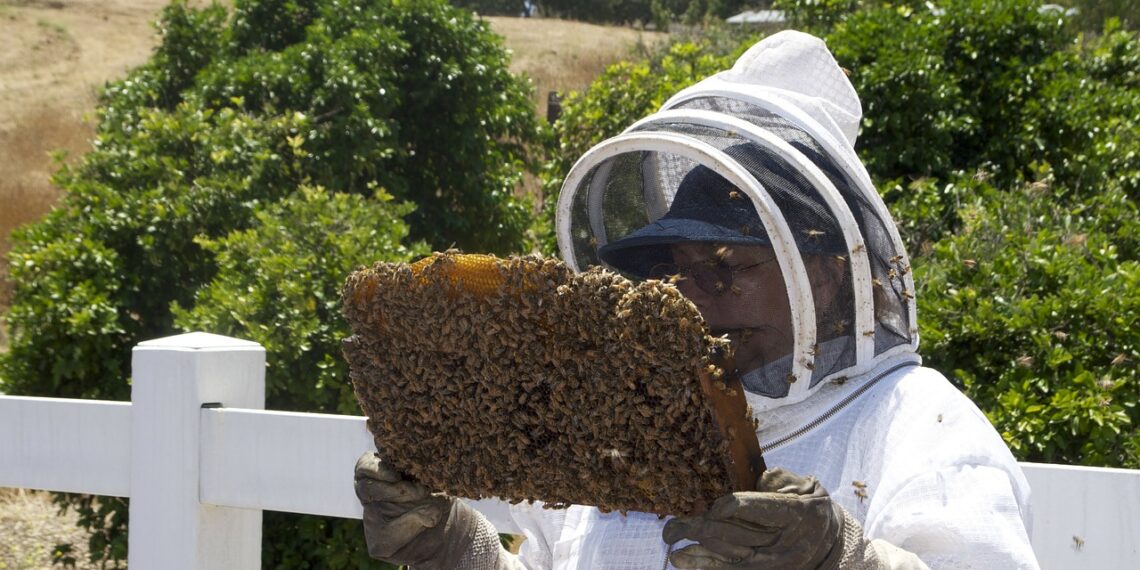 تربية النحل وتداعيات التغيرات المناخية وأبرز الإجراءات الوقائية التي يتوجب اتباعها 1 تشتية النحل