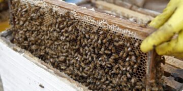 فوائد خبز النحل وسبل استغلاله في تدعيم عمليات تغذية الطائفة 2 خبز النحل