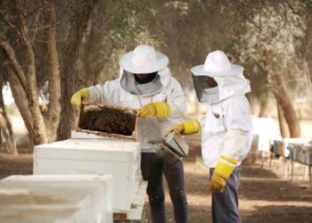 أمراض النحل