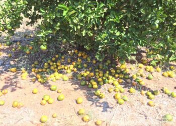 تساقط ثمار الموالح