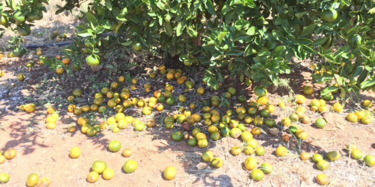 أسباب تساقط ثمار الموالح وعدم اكتمال التلوين  1 تساقط ثمار الموالح