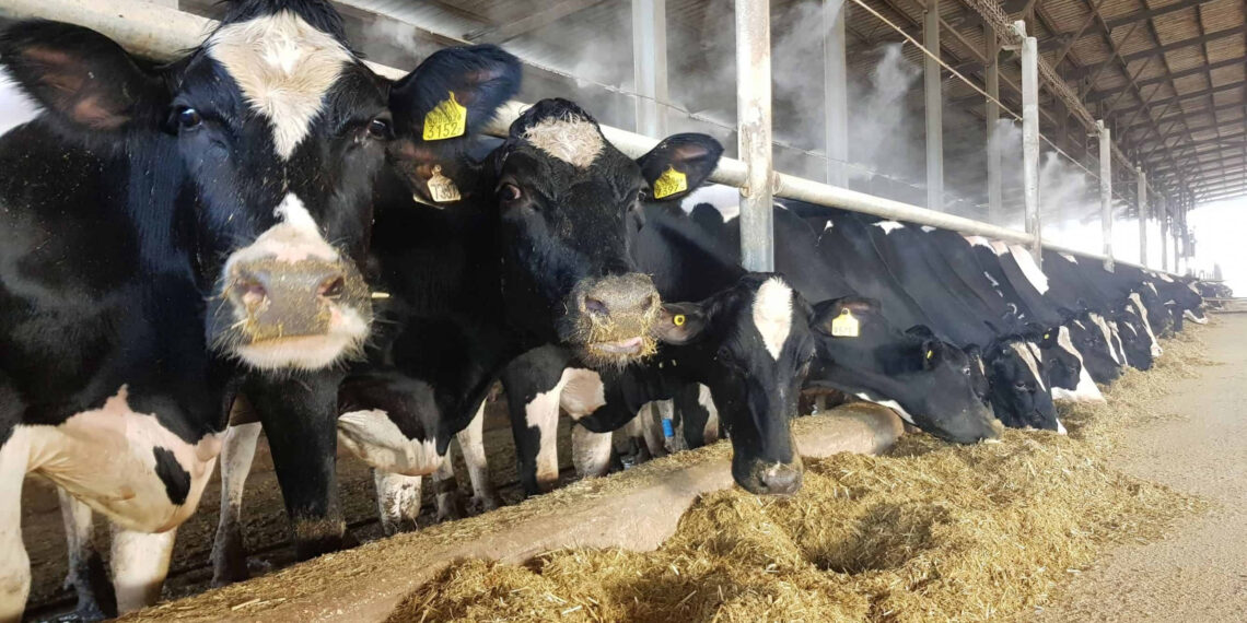 تغذية الحيوان.. "معامل الهضم" واشتراطات تجارب "تقييم الأعلاف" 1 الإجهاد الحراري