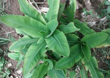 تورد القمة في الموز