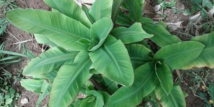 "تورد القمة في الموز".. كيف تتعامل مع النباتات المصابة وتطهر مزرعتك؟ 1 تورد القمة في الموز