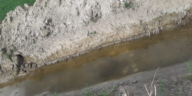 إزالة 12 حالة تعدي على الأراضي الزراعية بالإسكندرية 1 الأراضي الزراعية