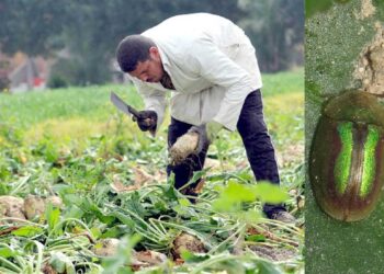 خنفساء البنجر