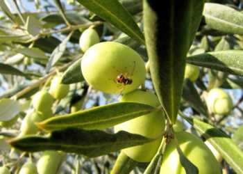 ذبابة الزيتون