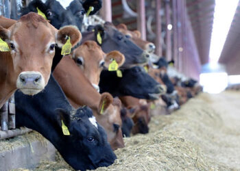 اللحوم الحمراء