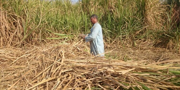 سفير القصب.. "تبن عالي البروتين" ومكاسب اقتصادية 12 ألف جنيهًا للفدان 1 سفير السكر