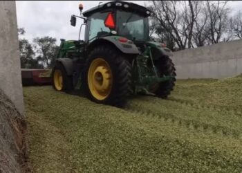 سيلاج الذرة