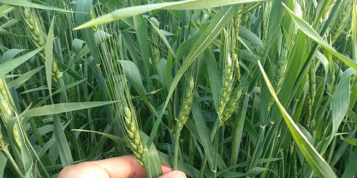 طرد سنابل القمح المبكر هل يمكن علاجه؟ "أستاذ متفرغ" يجيب 1 طرد سنابل القمح المبكر