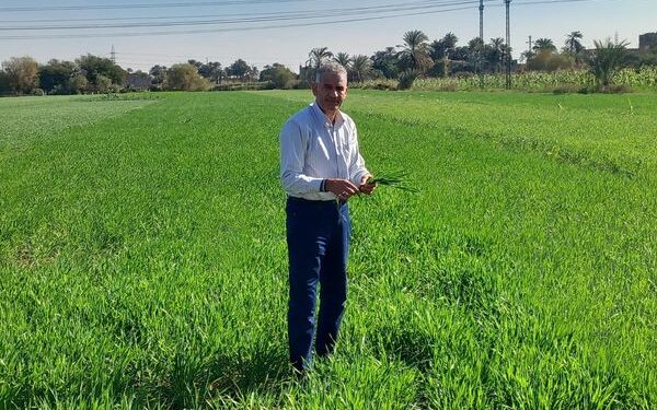 "عليوة": حالة المحاصيل الشتوية بأسيوط جيدة ومبشرة 1 المحاصيل الشتوية