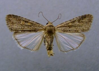 فراشة البنجر