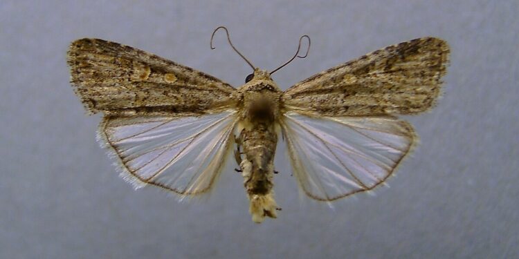 فراشة البنجر.. أضرارها على حجم الحصاد وأفضل الطرق للمكافحة 1 فراشة البنجر