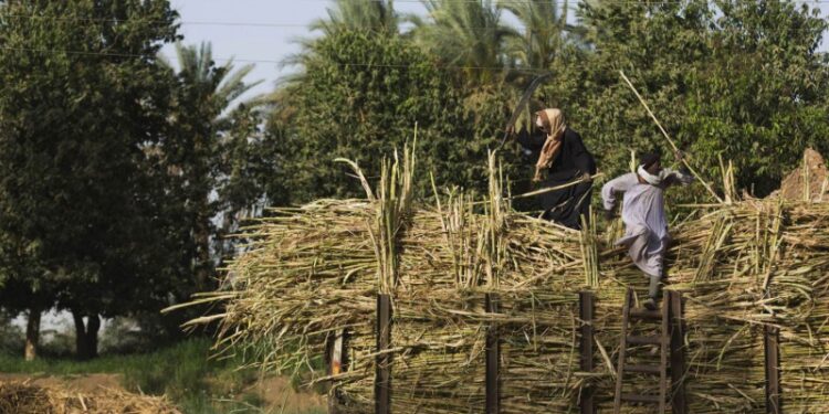 قلوح القصب.. نواتج فدان واحد = 5 أطنان علف "مجانية" 1 قلوح القصب