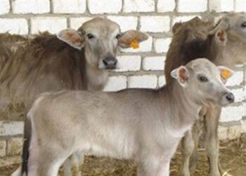 الثروة الحيوانية