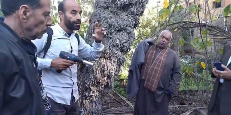 المركزية لمكافحة الآفات تبدأ حملة وقاية محصول القمح من القوارض وتكافح سوسة النخيل الحمراء 1 مكافحة الآفات