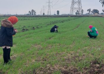 وقاية النباتات