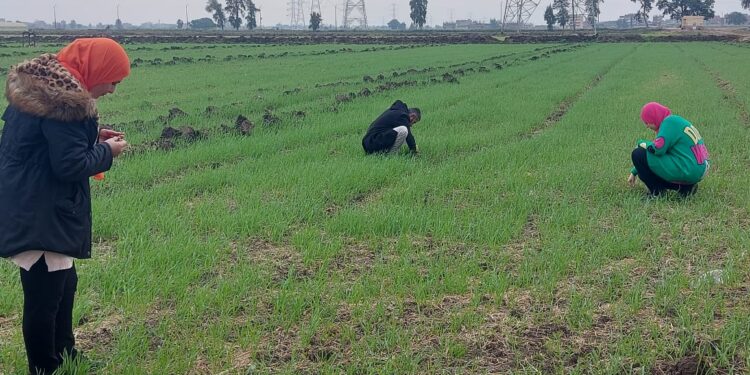 وقاية النباتات يكثف حملاته المرورية لتقديم الدعم الفني لحماية المحاصيل الشتوية 1 وقاية النباتات