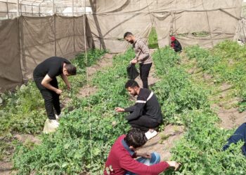 “الإدارة المتكاملة لإنتاج الطماطم داخل الصوب” يوم حقلي بالمناخ الزراعي