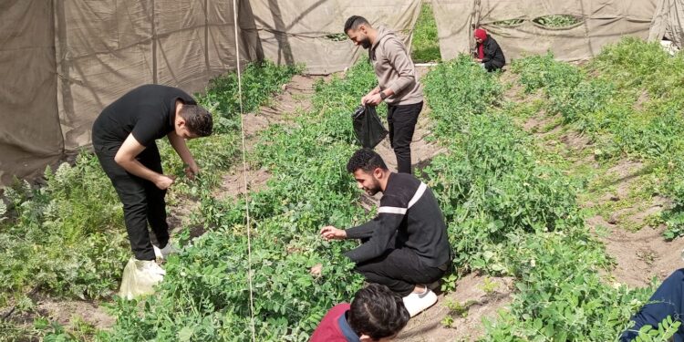 "الإدارة المتكاملة لإنتاج الطماطم داخل الصوب" يوم حقلي بالمناخ الزراعي 1 “الإدارة المتكاملة لإنتاج الطماطم داخل الصوب” يوم حقلي بالمناخ الزراعي