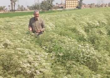 وكيل وزارة الزراعة يتابع زراعات الكراوية بقرية مسرع