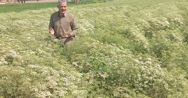 وكيل وزارة الزراعة يتابع زراعات الكراوية بقرية مسرع 1 وكيل وزارة الزراعة يتابع زراعات الكراوية بقرية مسرع