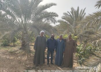 المركزي للنخيل ينظم محاضرة حقلية لمزارعي قرية بني حسن بالمنيا