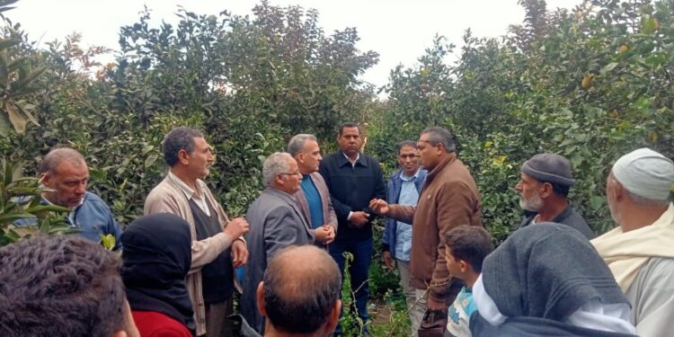 الفرق الإرشادية تتابع حقول الموالح بمركز مطوبس بكفر الشيخ 1 الفرق الإرشادية
