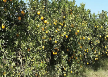 محصول المشمش..أبرز التوصيات الفنية خلال شهر فبراير