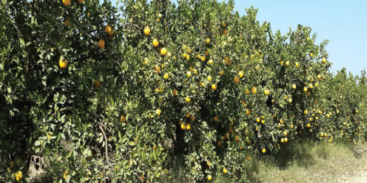 محصول المشمش..أبرز التوصيات الفنية خلال شهر فبراير 1 محصول المشمش..أبرز التوصيات الفنية خلال شهر فبراير