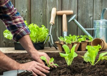 زراعة الخضروات في المنزل