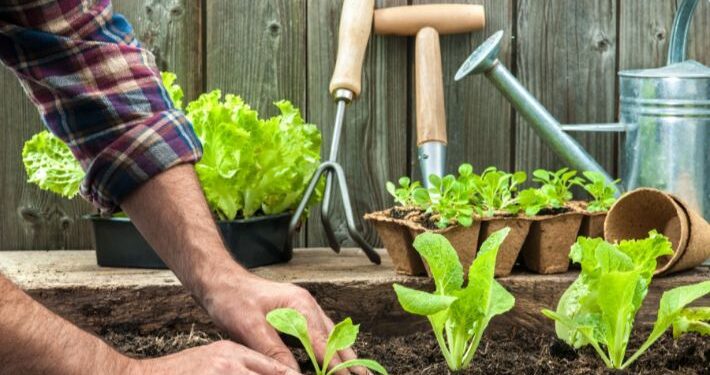 زراعة الخضروات في المنزل
