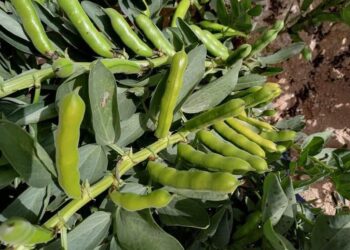 المحاصيل البقولية