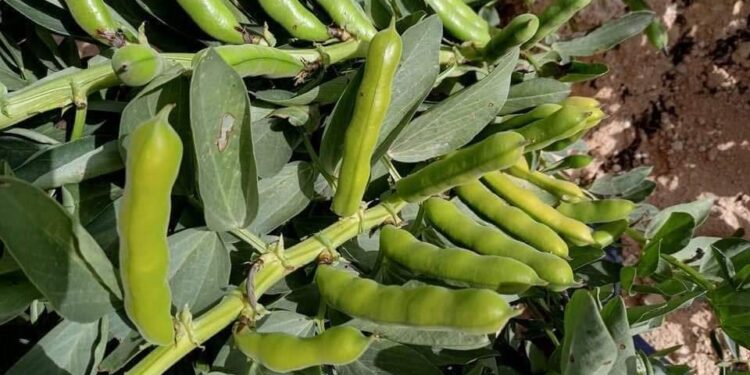 المحاصيل البقولية.. اشتراطات الري والتسميد و3 مكاسب اقتصادية للمزارعين 1 المحاصيل البقولية