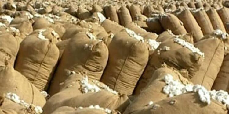 سعر قنطار القطن .. د. مصطفى عطية: وصل لـ15 و 720 بالمزاد العاشر 1 سعر قنطار القطن