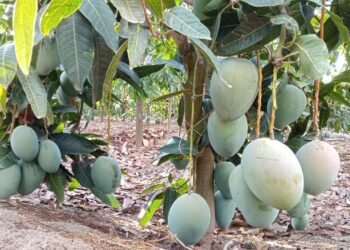 المانجو الكيت