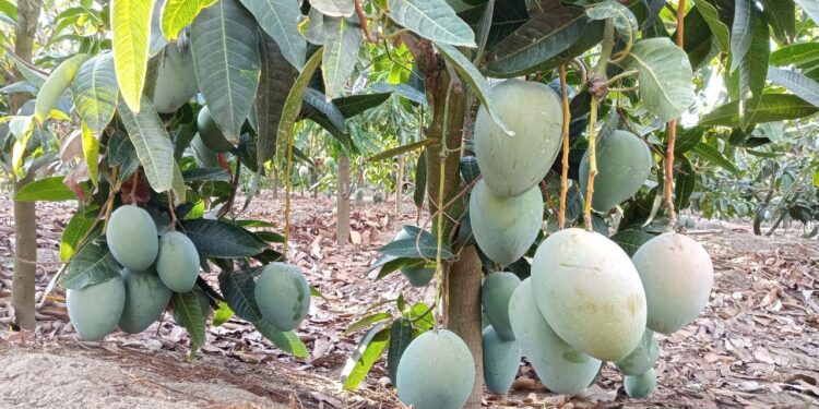 محصول المانجو الكيت وأبرز التوصيات الفنية عند تأخر "عملية الجمع" 1 المانجو الكيت