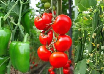 تقاوي الخضر